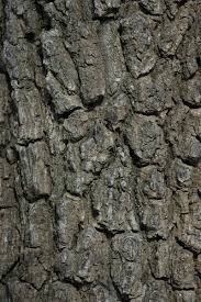 Image result for Diospyros batocana