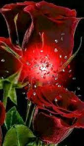 Seguiteci e condividete un sacco di emozioni insieme a noi »» Sign In Rose Belle Bellissimi Fiori Immagini Di Fiori