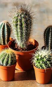 Проблемные вопросы и задания по теме. Le Cactus Pour Une Touche D Exotique Dans Votre Maison