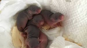 My mice babies are officially 2 weeks old. Baby Mice Growing Birth To Eyes Open Youtube