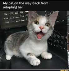 My Cat On The Way Back From Adopting Her Ifunny Cute Animal Photos Cats Kittens