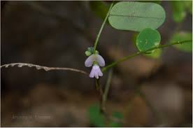 Image result for Abrus melanospermus