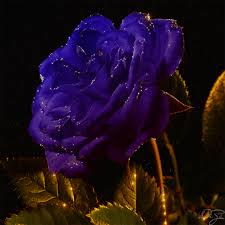 Maybe you would like to learn more about one of these? Flowers Gifs Beautiful Bouquets Blossoming Buds
