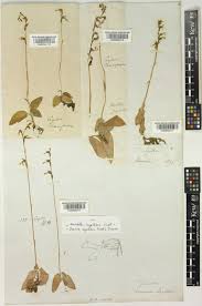 Image result for Zeuxine stammleri