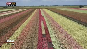 We did not find results for: Drone S View Of Florida S Colorful Caladium Fields Youtube