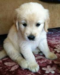 look at that cute baby puppies cute dogs cute dogs and puppies