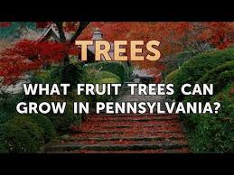 Check spelling or type a new query. What Fruit Trees Can Grow In Pennsylvania Youtube