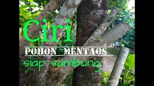 Liar and lier and not two ways of spelling the same word—they are two different words that liar is an agent noun, a noun that denotes someone or something that performs an action described by the. Ciri Pohon Mentaos Siap Sambung Youtube