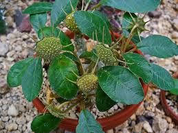 Image result for Dorstenia schliebenii