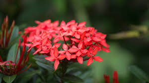 Because of their not so rare existence, some tend to ignore or underappreciated them. Plants In Singapore Here S 11 You Might Have Seen Around