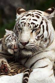 mama tiger baby tiger cute animals baby animals animals beautiful