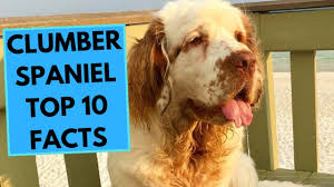 Clumber spaniel puppies for pet, show or hunting. Clumber Spaniel English Cocker Spaniel Mix Shop For Your Cause Shop For Your Cause