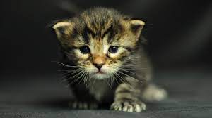Cute Cat Kittens Funny Kitten Wallpaper Kittens Cutest