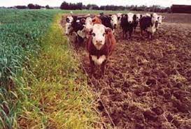 Fodder Oats