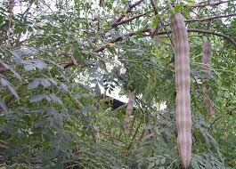 Image result for Moringaceae