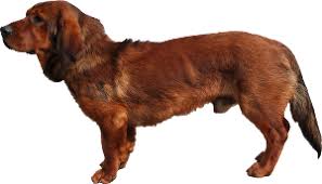 Image result for alpský brakýř jezevčíkovitý