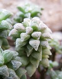 Image result for Mimulopsis excellens