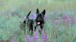 Image result for scottish terrier