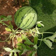 Sekiranya nak buat komersial tanam yang saya syorkan dibawah sebagai klon utama dah cukup bagus. Beli Sebiji Je Jadikan Sebagai Benih Lelaki Ini Ajar Cara Tanam Biji Tembikai Kuning Sampai Tumbuh Hasil