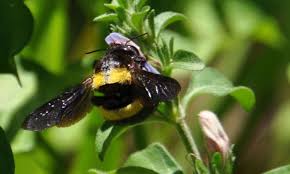 Image result for Justicia petiolaris