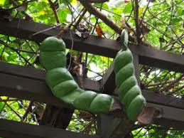 Image result for Entada bacillaris