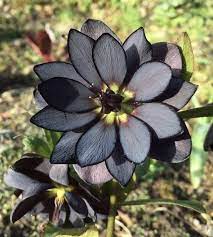 We do not have any tags for black flowers lyrics. A Real Black Lotus Flower Natureisfuckinglit