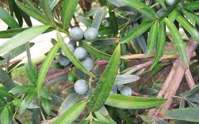 For centuries, the clandor families have provided brides to the khaol, the god of pain. Apa Itu Pine Plum Belajar Cara Menanam Pokok Pine Taman Hias Maklumat Berguna Dan Tips Berkebun Blog Tukang Kebun Profesional