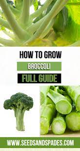 How To Grow Broccoli From Stem Scraps Beginner S Guide Seeds And Spades In 2021 Growing Broccoli Grow Broccoli Growing Vegetables At Home