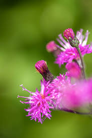 Image result for Vernonia galpinii