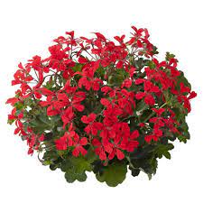 De bloei is zeer uitbundig en lijkt oneindig. Geranium Balkonhanger Rood Oostenrijker Oostenrijkse Hangende Geranium Kopen Marechal