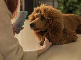 Many veterinary schools offer the same services that veterinary clinics do, but at a much lower cost. The Best Veterinary Telemedicine Services For Your Pet 2021 Wired