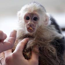 A spokesman for Munich&#39;s customs office said the teenage singer has until midnight to contact them, otherwise capuchin monkey Mally will be transferred to a ... - 400383_1