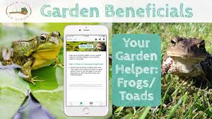 If the hazards to the animals are not taken into consideration, they will not stay permanently, and they might even die. Critters How Frogs Toads Help Your Garden How To Encourage Them From Seed To Spoon Vegetable Garden Planner Mobile App