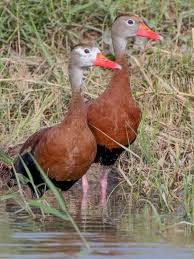 Black And Yellow Spotted Duckling Dendrocygna Autumnalis Black Bellied Whistling Duck I Lht5942 Jpg 480 640 Pixels Aquatic Birds Pet Birds Beautiful Birds