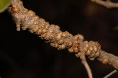 Image result for Pilostyles aethiopica