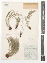 Image result for Actiniopteris pauciloba