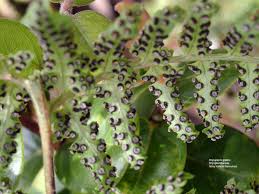 Image result for Dryopteridaceae