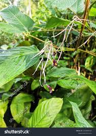 Image result for Marantochloa purpurea