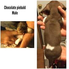 Cavalier king charles spaniel puppies, long haired miniature dachshund puppies, french bulldogs by well established show/breeder one and one … Dachshund Pets And Animals For Sale Alabama