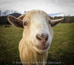 Billy The Goat Has A Gentle Smile Woodstocksanctuary Animal Sanctuary Goats Animals
