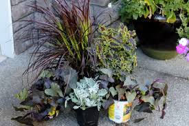 We may earn commission on some of the items you choose. Mavis Garden Blog Ideas For Summer Container Gardening One Hundred Dollars A Month