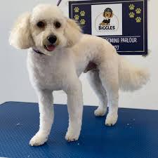 Teddy, the adorable Poochon 😍 in for a full transferred today. Teddy is  only one years old and was such as good boy for his first groom at Biggles  😍🧼✂️🐶 #poochon