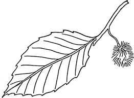 Black And White Outline Black And White Leaf Clipart Alder Tree Leaf Tattoo Google Search Leaf Outline Art Drawing Images Beech Tree Leaves