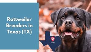 These lovable, energetic rottweiler puppies grow into intelligent and courageous working class dogs. 14 Rottweiler Breeders In Texas Tx Rottweiler Puppies For Sale Animalfate