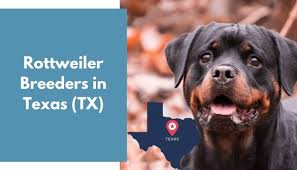 Find rottweiler puppies for sale with pictures from reputable rottweiler breeders. 14 Rottweiler Breeders In Texas Tx Rottweiler Puppies For Sale Animalfate