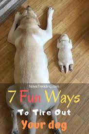 7 Fun Ways To Tire Out Your Dog Dogs Spoiled Dogs Tired Puppy