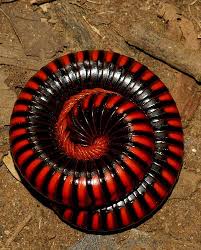 Black And Yellow Millipede Millipede Madagascar Millipede Beautiful Bugs Invertebrates
