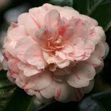 Camellia Japonica Picturata Italy 1834 Camellia Pretty Flowers Beautiful Flowers