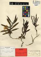 Image result for Ipomoea welwitschii