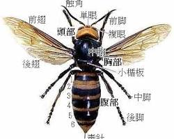 蜂の体の構造の画像